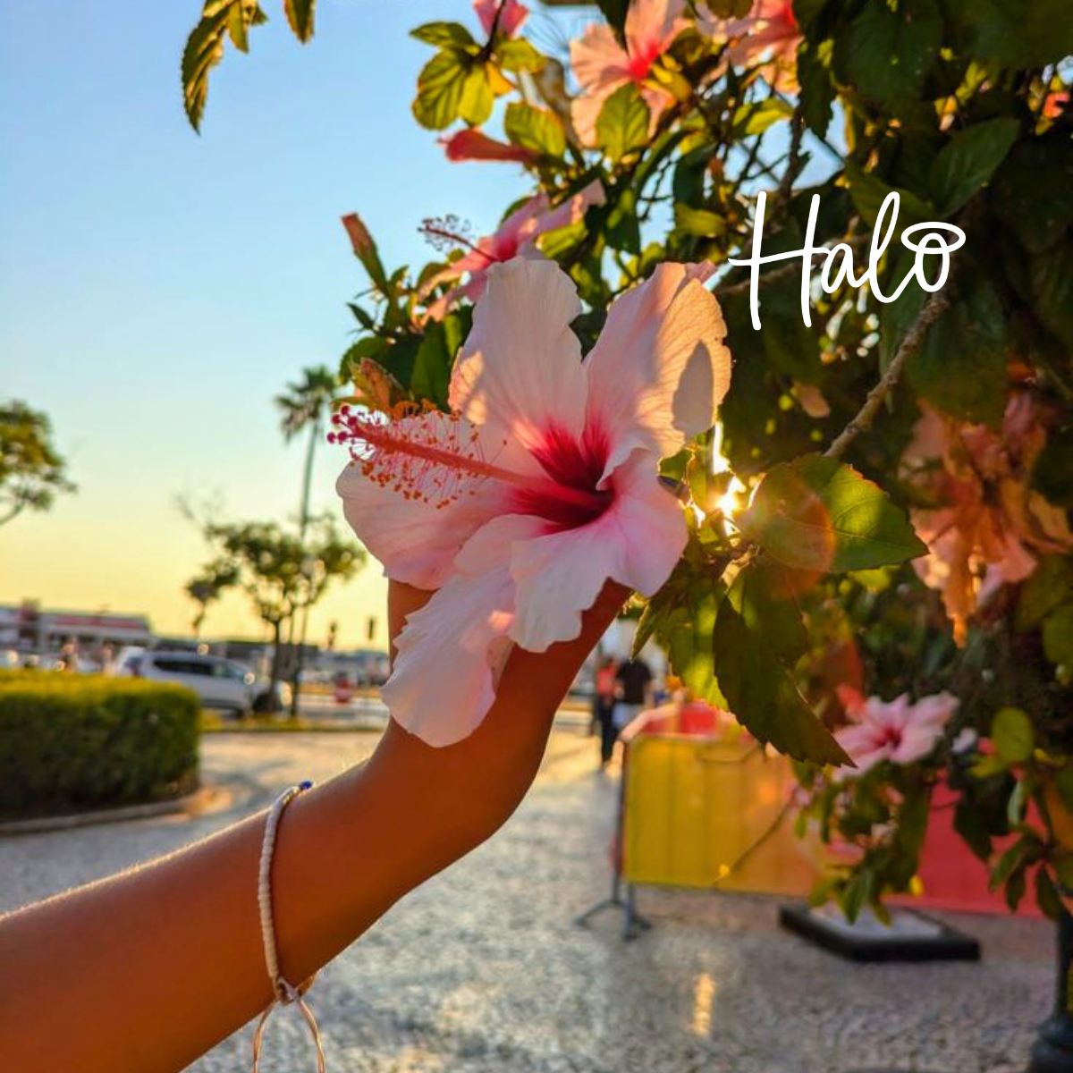 Pink hibiscus flower at sunset inspiring the Halo Summer Nights Collection colour palette.